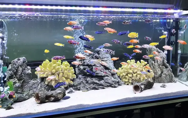 Ưu Điểm Của Bể Cá Mặt Kính Đúc