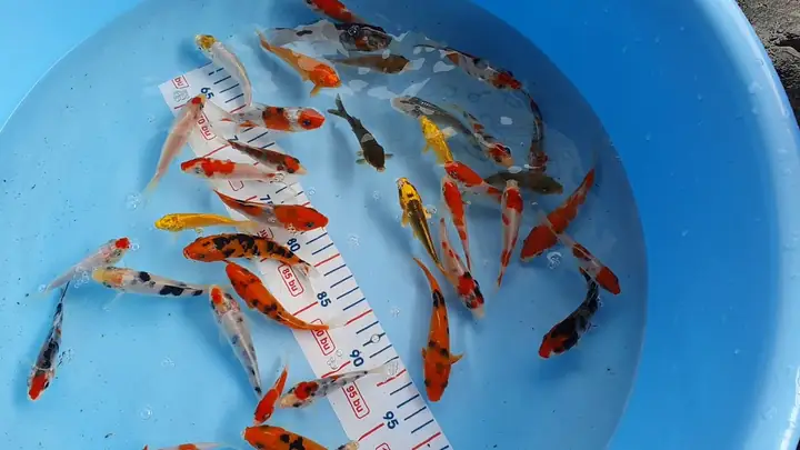 Cá Koi Mini Có Khác Gì So Với Cá Koi Nhật?