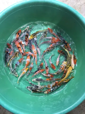 Có Những Dòng Cá Koi Mini Nào?