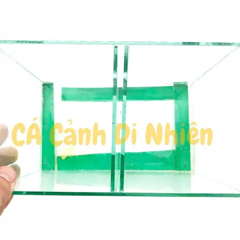 Hồ Bể Kính Mini Đôi 2 Ngăn Để Bàn Nuôi Cá Betta Size 14x12x20 Cm