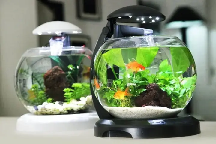 Bể Cá Cảnh Mini Có Đèn Led