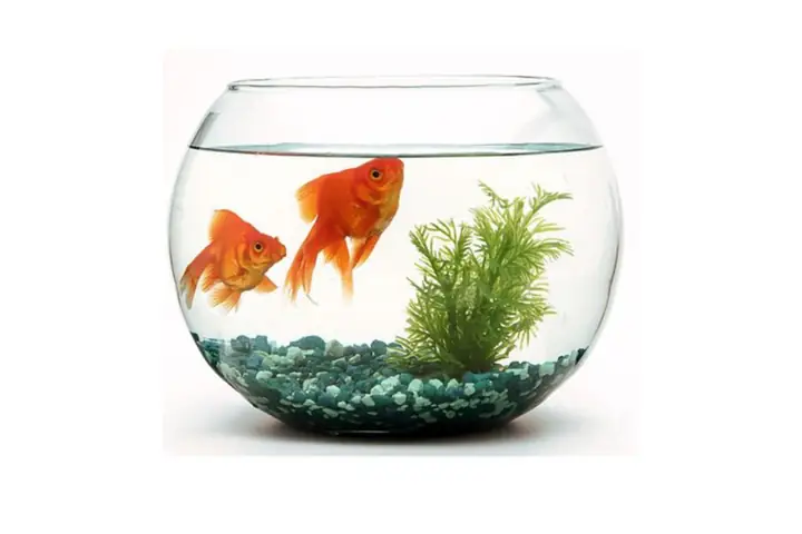 Bể Cá Mini Hình Tròn Để Bàn Làm Việc