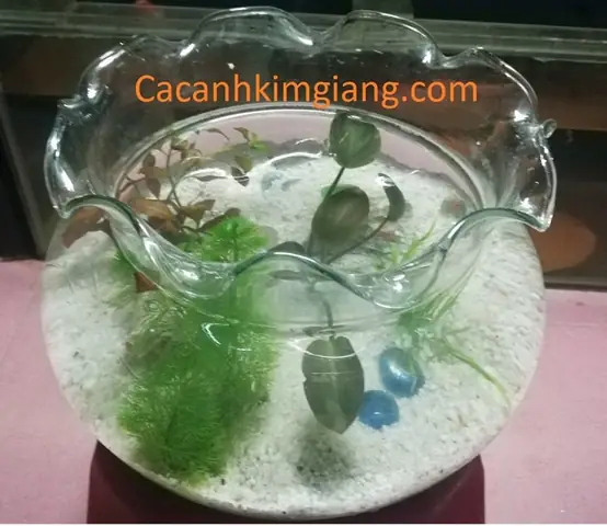 Bể Cá Cảnh Mini Tròn Bt 03