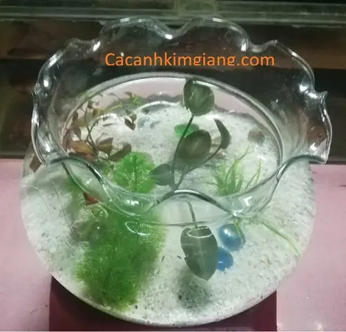 Bể Cá Cảnh Mini Tròn Bt 03