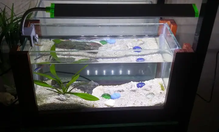 Bể Cá Cảnh Mini Giá Rẻ Cn01