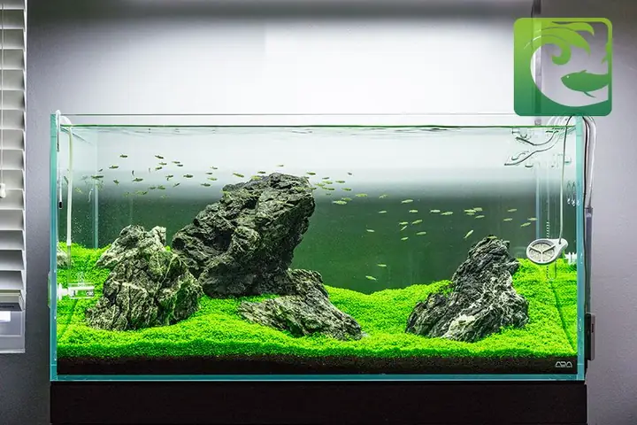 Lựa Chọn Cây Thủy Sinh Trồng Cho Bể Iwagumi