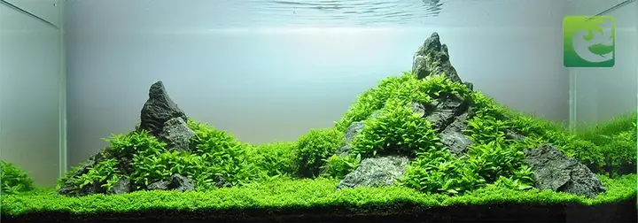 Thủy Sinh Phong Cách Iwagumi Đơn Giản Mà Đẹp, Phong Cách Iwagumi, Phong Cách Thuỷ Sinh Iwagumi, Bể Cá Phong Cách Iwagumi, Thủy Sinh Phong Cách Iwagumi, Bể Thủy Sinh Phong Cách Iwagumi, Iwagumi Là Gì, Bể Iwagumi, Cây Thủy Sinh