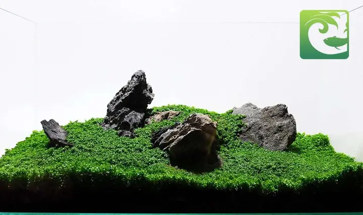 Thiết Kế Trong Thủy Sinh Phong Cách Iwagumi