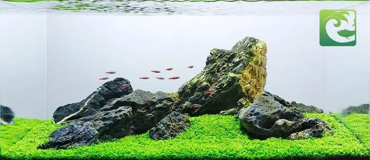 Chọn Nuôi Cá Cảnh Cho Phong Cách Thuỷ Sinh Iwagumi