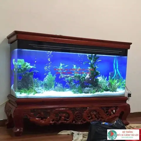 Bể Cá Tài Lộc Hoàng Hoa Thám – Khái Niệm Và Ý Nghĩa Phong Thủy Bể Cá Tài Lộc Hoàng Hoa Thám – Khái Niệm Và Ý Nghĩa Phong Thủy