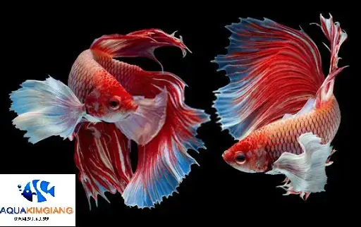 Top Các Địa Chỉ Bể Cá Thái Hà Nổi Bật Và Đánh Giá Chi Tiết