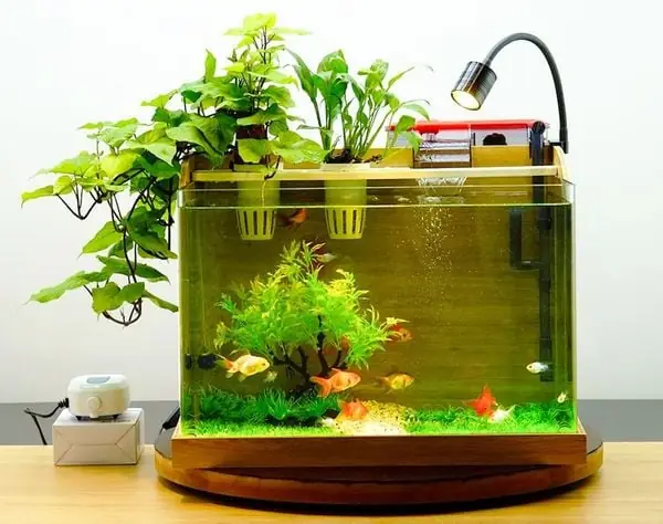 Cách Chăm Sóc Bể Cá Thủy Sinh Mini Đơn Giản