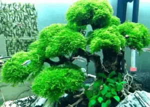 Rêu Mini Taiwan