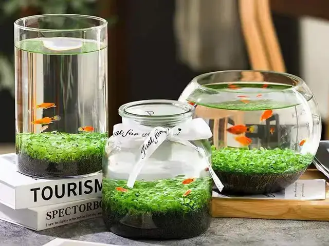 Các Loại Aquarium Phổ Biến Và Đặc Điểm Riêng Biệt