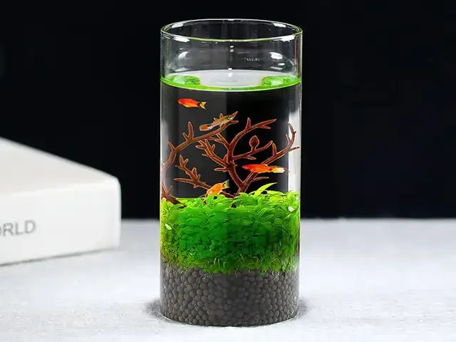 “aquarium” Là Gì? Giải Thích Cặn Kẽ Về Thuật Ngữ “bể Cá Tiếng Anh”