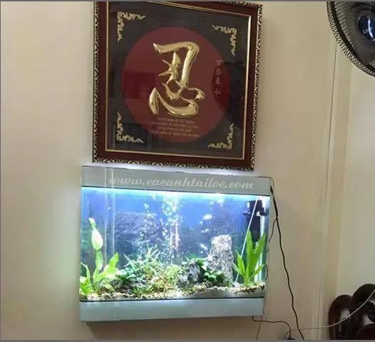 Bể Cá Treo Tường Hà Nội: Kiến Trúc Sống Động Cho Ngôi Nhà Của Bạn