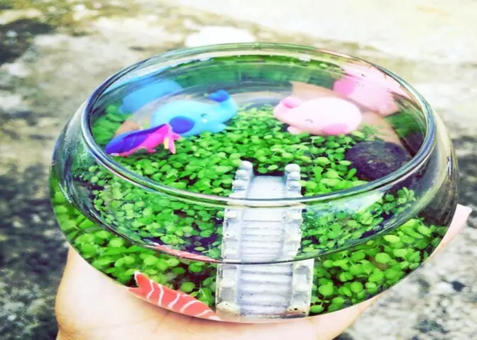 Bể Cá Mini Truyền Thống