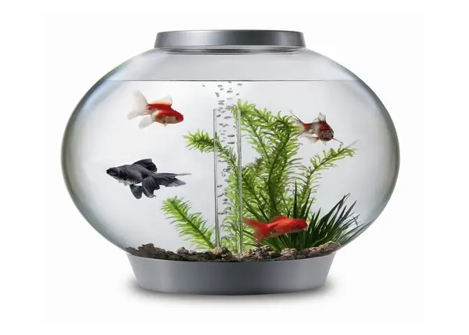 Bể Cá Dáng Lồng Đèn – 9 Mẫu Bể Cá Mini Tròn Độc Đáo
