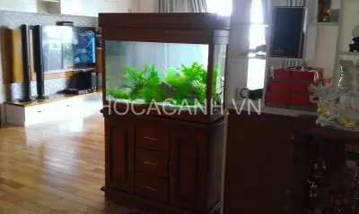 Bể Cá Trong Nhà Đẹp