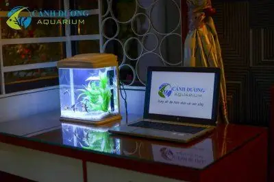 Bể Cá Trong Nhà Đẹp