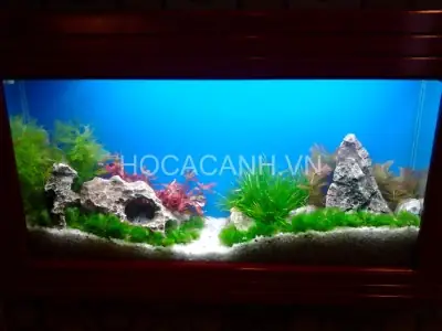 Bể Cá Trong Nhà Đẹp