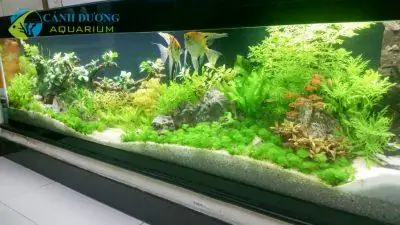 Bể Cá Trong Nhà Đẹp