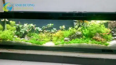 Bể Cá Trong Nhà Đẹp