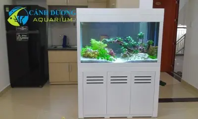 Bể Cá Trong Nhà Đẹp