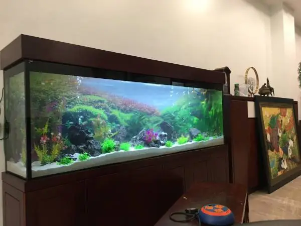 Lợi Ích Của Bể Cá Trong Nhà
