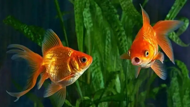 Bể Cá Vàng Đẹp Cho Phòng Khách