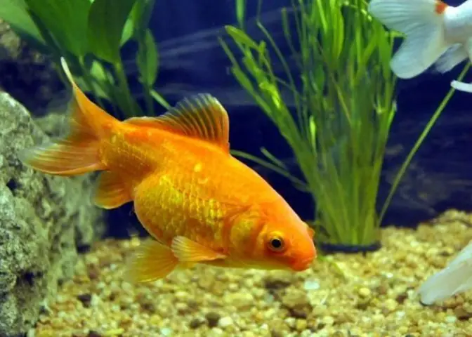 Bể Cá Vàng Đẹp Độc Đáo