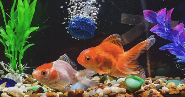 Trang Trí Bể Cá Vàng Bằng Cỏ Thủy Sinh