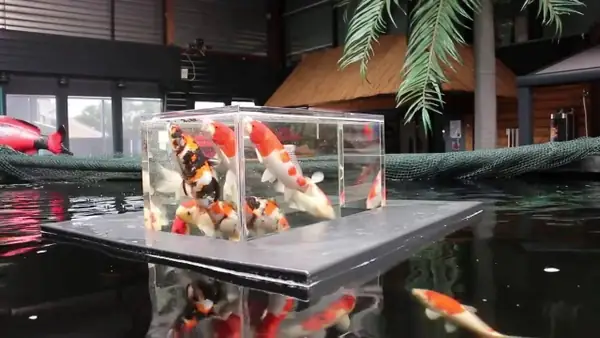 Thi Công Bể Kính Koi Có Diện Tích Bao Nhiêu Là Phù Hợp?