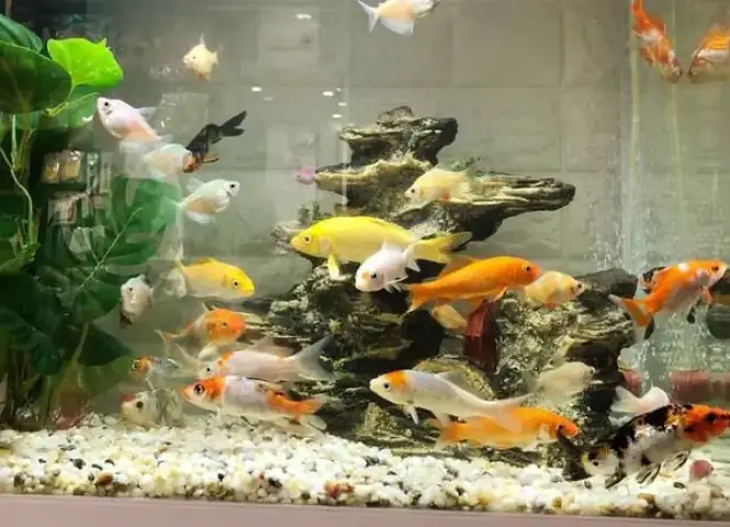 Nguồn Nước Nuôi Cá Koi Trong Bể Kính
