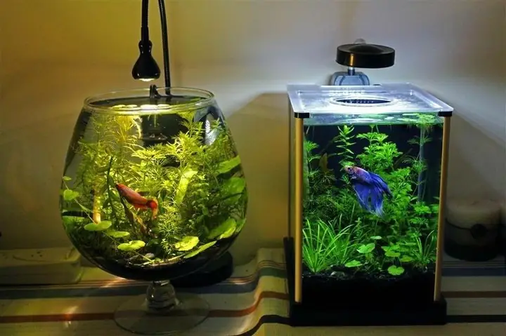 Hướng Dẫn Chi Tiết: Thiết Kế & Nuôi Dưỡng Bể Cá Betta Cộng Đồng An Toàn, Rực Rỡ