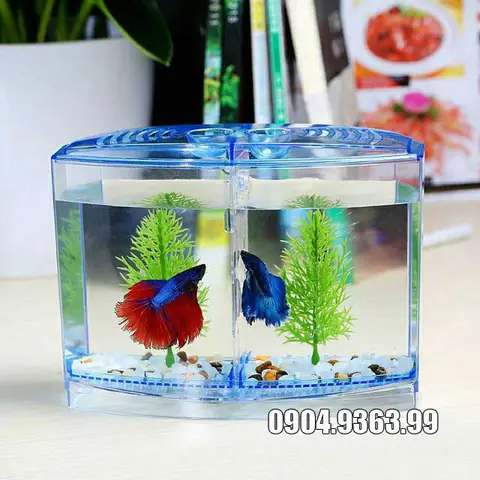 Hướng Dẫn Chi Tiết: Thiết Kế & Nuôi Dưỡng Bể Cá Betta Cộng Đồng An Toàn, Rực Rỡ