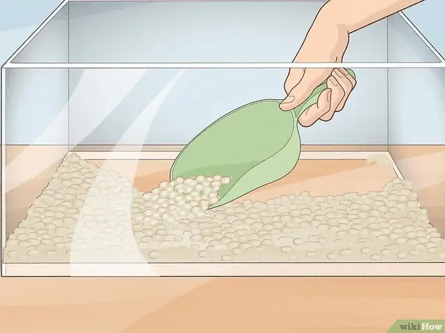 Câu Hỏi 3: Nuôi Cá Betta Có Cần Sỏi Trong Bể Không?