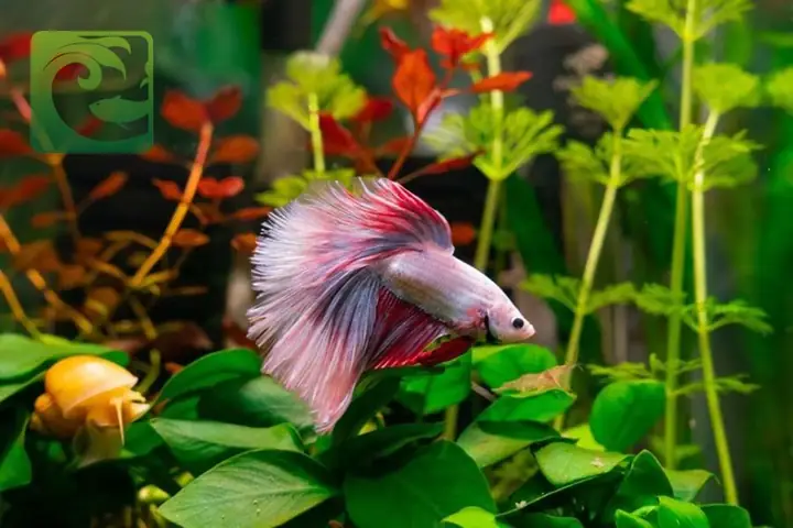 Chế Độ Ăn Trong Cách Nuôi Cá Betta Lên Màu Đẹp Chế Độ Ăn Trong Cách Nuôi Cá Betta Lên Màu Đẹp