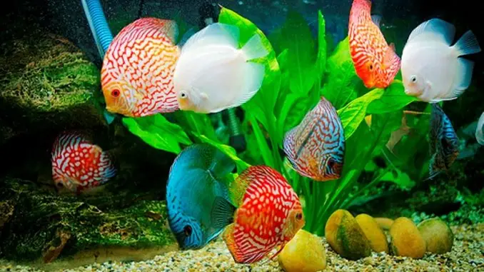 Cẩm Nang Toàn Tập Về Bể Nuôi Cá Cảnh: Từ A-z Thiết Kế, Chăm Sóc Và Bảo Trì