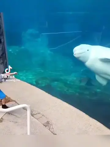 Beluga Là Cá Gì? Loài Cá Voi Trắng Thần Bí "chim Hoàng Yến Của Biển"