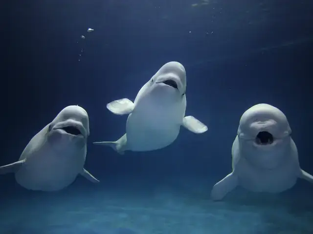 Beluga Là Gì? Phân Biệt “cá” Beluga Với Các Loài Cá Khác