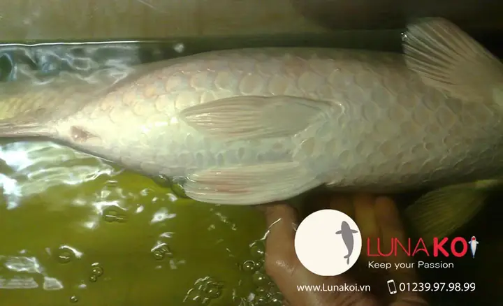 Bong Bóng Là Cơ Quan Quan Trọng Nhất Của Bất Kì Loài Cá Nào Và Cá Koi Cũng Thế, Rối Loạn Chức Năng Bong Bóng Ở Cá Cũng Là Một Trong Những Bệnh Phổ Biến Ở Cá Koi, Nhất Là Cá Koi Lớn.