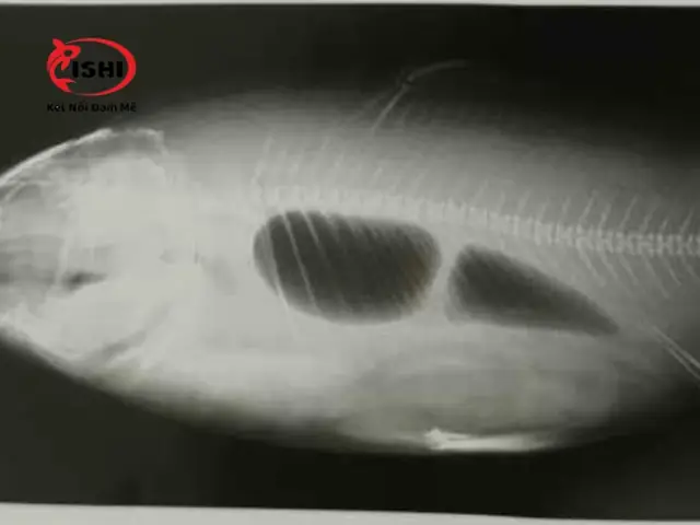 Nguyên Nhân Gây Rối Loạn Chức Năng Bong Bóng Cá Koi