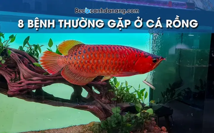 Bệnh Của Cá Rồng: Nguyên Nhân, Dấu Hiệu Nhận Biết Và Cách Điều Trị Hiệu Quả