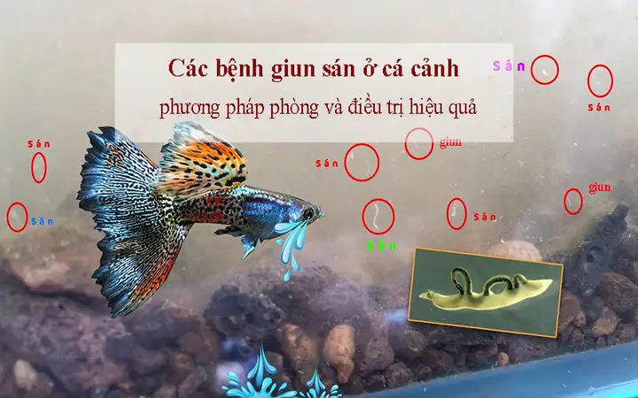 Các Bệnh Giun Sán Ở Cá Cảnh | Phương Pháp Phòng Và Điều Trị Hiệu Quả