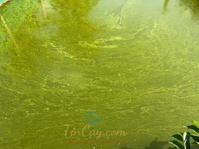 Nguyên Nhân Gây Bệnh Xuất Huyết Lồi Mắt Trên Cá Rô Phi