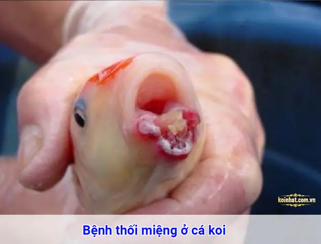 -luôn Quan Sát Cá Hằng Ngày. Phát Hiệnsớm,can Thiệp Sớmlà Chìa Khóa Giúp Cá Phục Hồi.