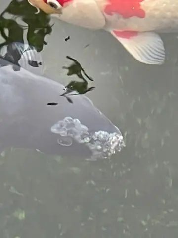 Lưu Ý: