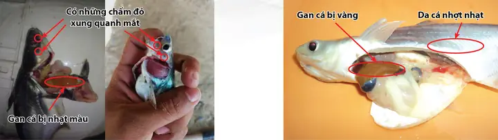 Bệnh Trắng Da Trên Cá Tra