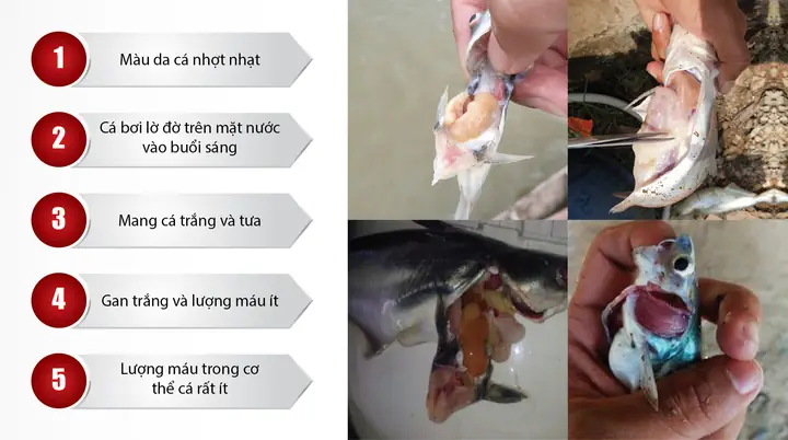 Bệnh Trắng Da Trên Cá Tra